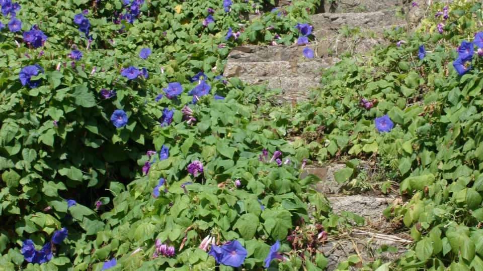 Blue flowers climbing on a hill. Photo. 