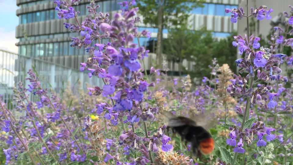 Bumble bee in purple flowers on a roof with tall building behind. Photo. 