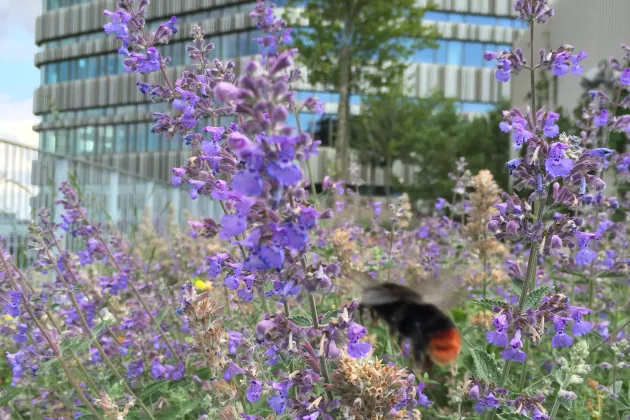 Bumble bee in purple flowers on a roof park in Malmö. Photo. 