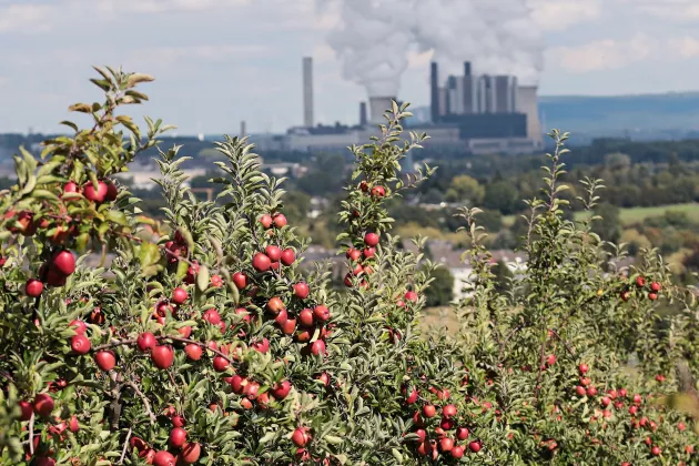 Apples and industry