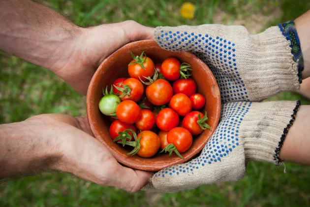 Tomatoes in a bowl