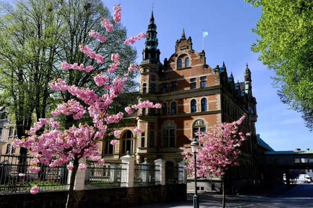 Trees and building